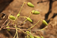 Chloroxylon swietenia